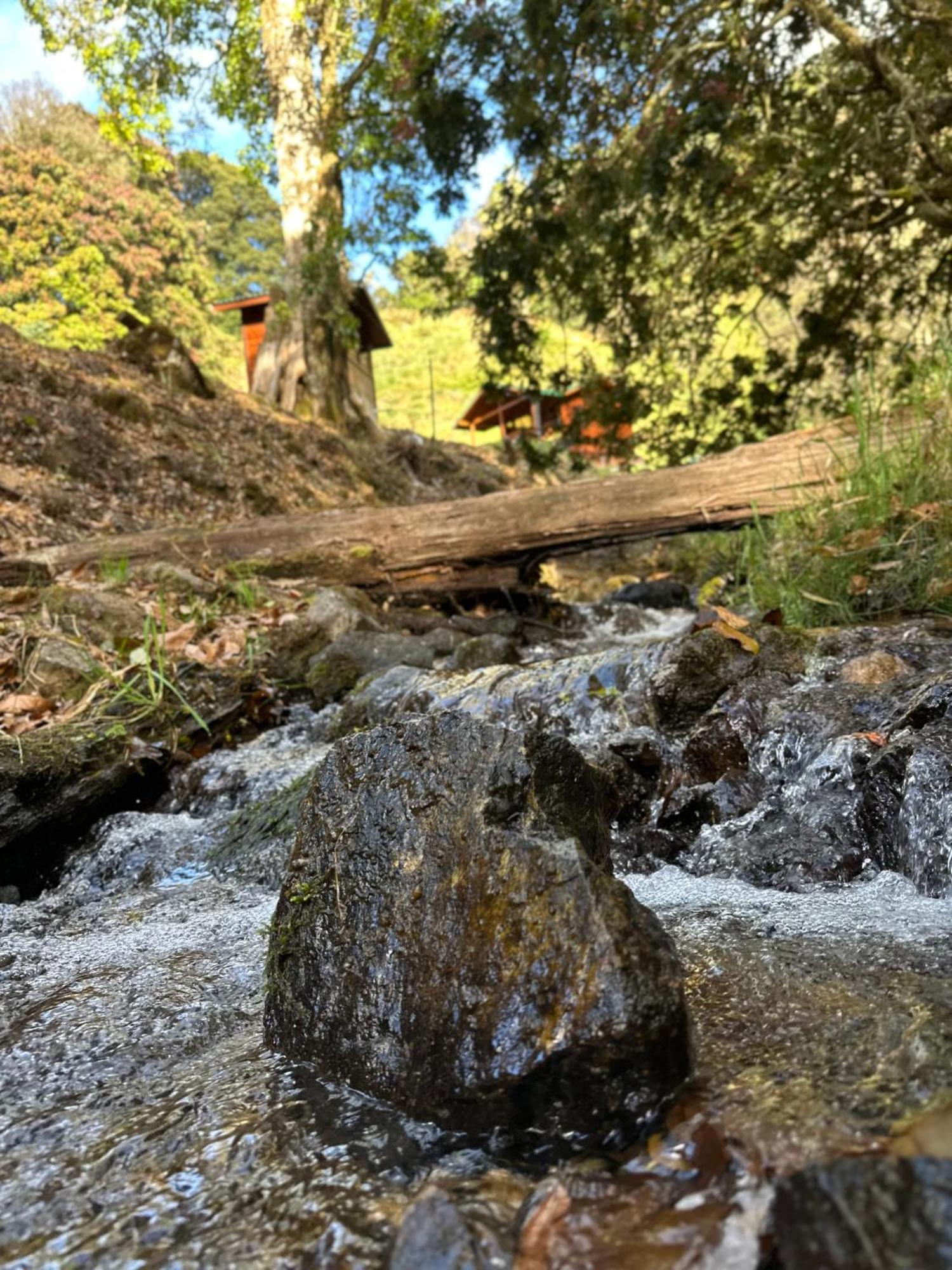 Entre Arboles Lodge San Gerardo de Dota Zewnętrze zdjęcie